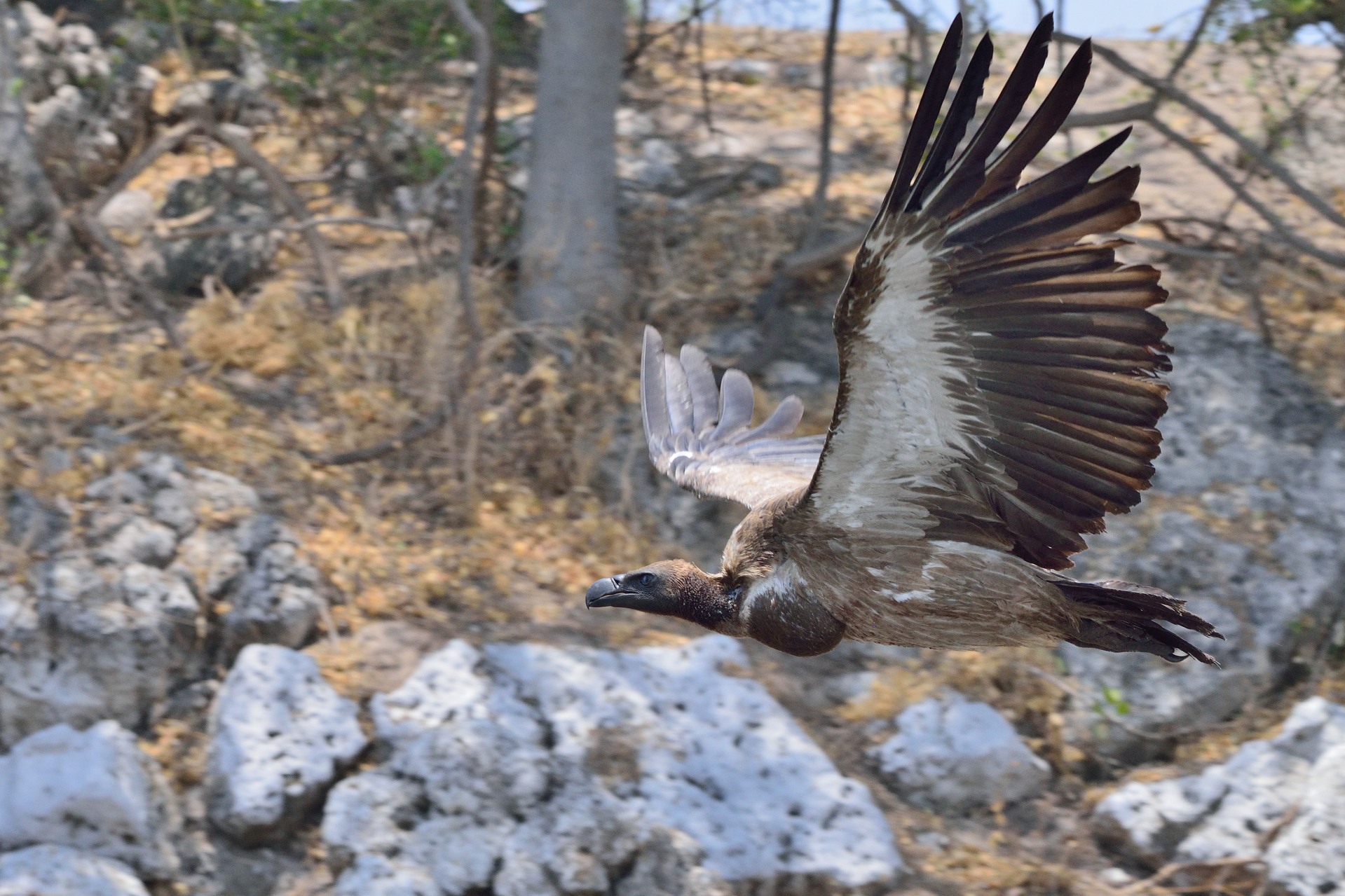 African vulture