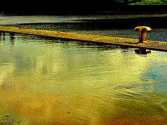 "On Golden Pond"......by the edge of the Tyne