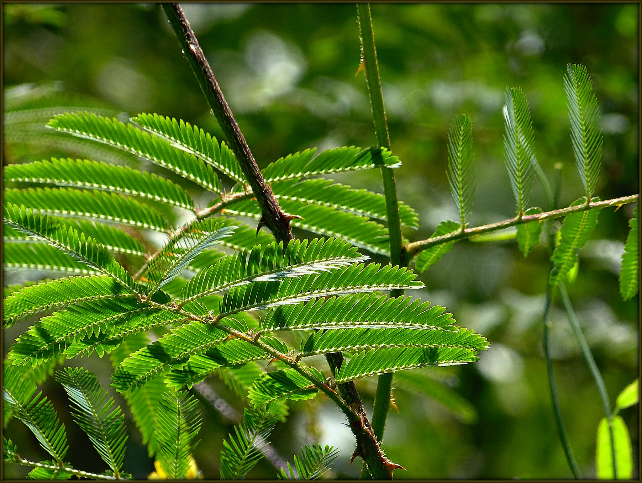 Remembering Green