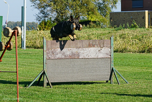 Erika apport over de haag