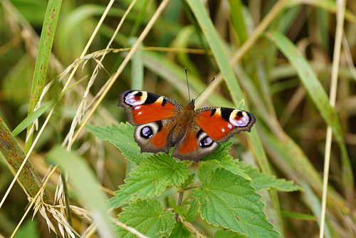 Tagpfauenauge (Inachis io)