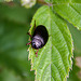 20110519 2683RAw [D~MI] Käfer, Großes Torfmoor, Hille-1