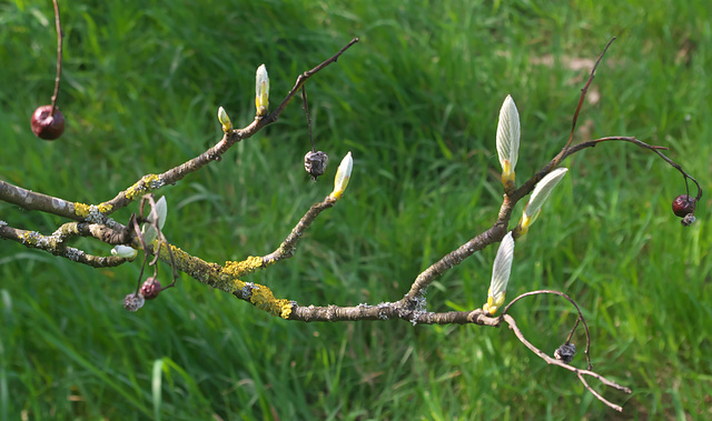 Whitebeam, old and new