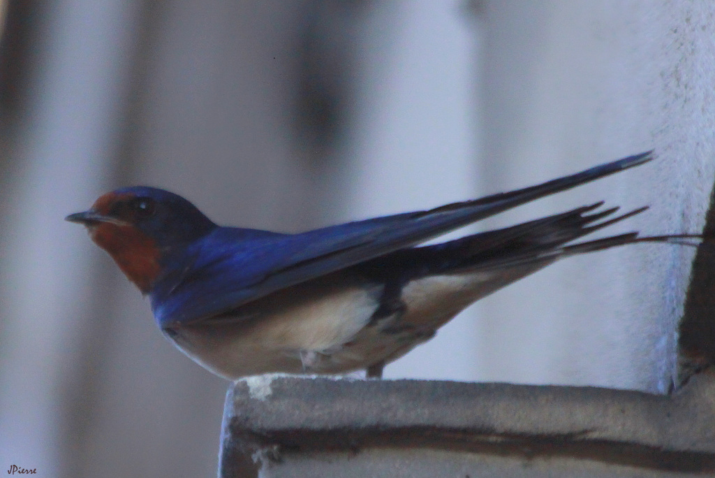 Hirondelle rustique
