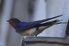 Hirondelle rustique