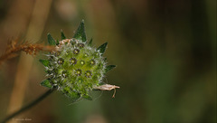 Knautia arvernensis - Knautie d'Auvergne