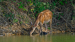 Il fait chaud: la biche s'abreuve.