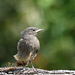 Bébé Rougequeue (Rossignol des murailles)