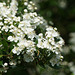 Blüten des Weißdorn