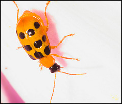 IMG 0052 Beetle