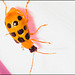 IMG 0052 Beetle