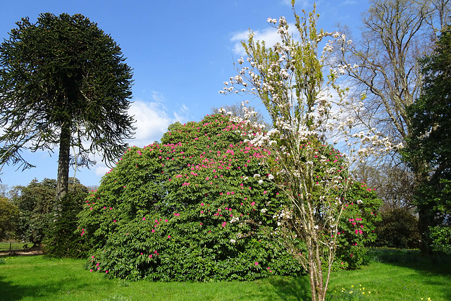 The Wee Garden