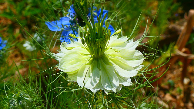 Les Nigelles de mon jardin.