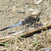 Black-tailed Skimmer m (Orthetrum cancellatum) 02-07-2012 16-28-56