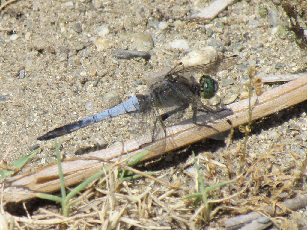 Black-tailed Skimmer m (Orthetrum cancellatum) 02-07-2012 16-28-56