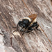 Laphria spec. - 2014-07-31- DSC4786