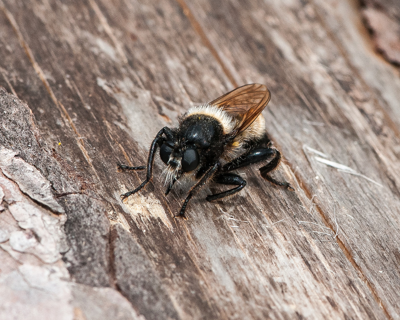 Laphria spec. - 2014-07-31- DSC4786