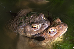 20150604 8356VRAw [D~RI] Erdkröte (Bufo bufo), Rinteln