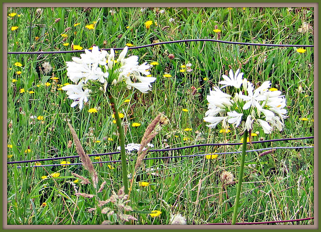 White Agapanthus