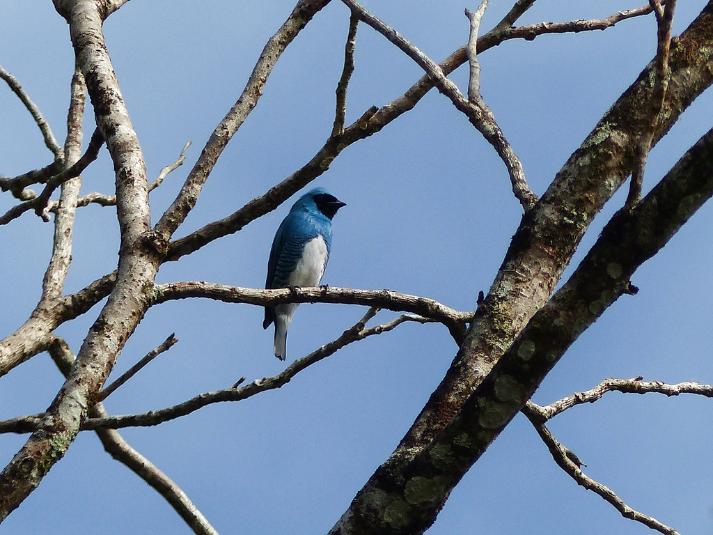 Swallow Tanager, Trinidad, Day 5