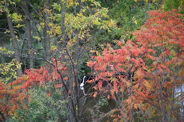 I See You Egret