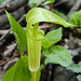 Day 4, Jack-in-the-pulpit / Arisaema triphyllum, Pt Pelee