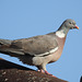 A bit of shut eye, Wood Pigeon