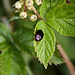 20110519 2684RAw [D~MI] Käfer, Großes Torfmoor, Hille-1