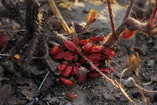 Pyrrhocoris apterus