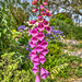 Foxglove Colour