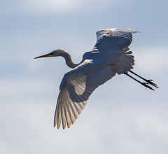 Great white egret