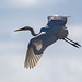 Great white egret