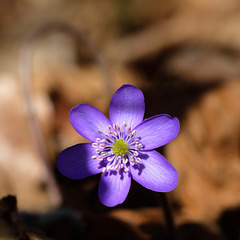 Frühlingserwachen