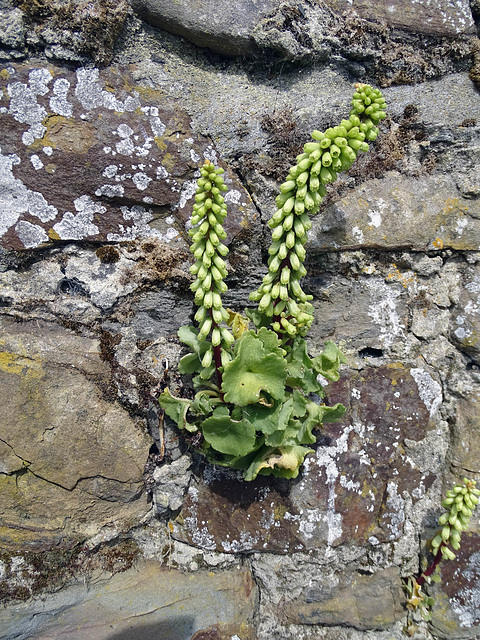 HWW.  Navelwort