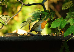Melancholisches Rotkehlchen Melancholisches Rotkehlchen