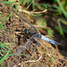 Black-tailed Skimmer m (Orthetrum cancellatum) 3