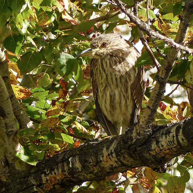 Juvenile Black-crowned Night-heron