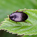 20110519 2686RAw [D~MI] Käfer, Großes Torfmoor, Hille-1