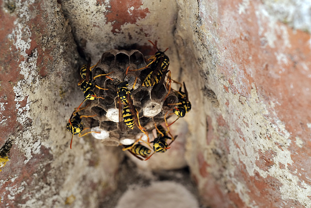 Wasps under roof eaves, Polistes dominula ?