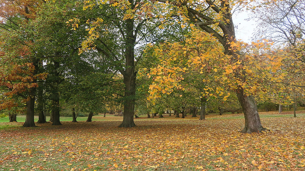 Herbstimpression