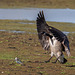 Canada goose and a lapwing