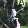 Eastern bluebird (M)