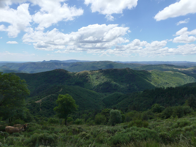 20240623 -25 Lavogne Blandas - paradis Alzon - Lezard Navas (35)