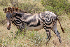 Stripes