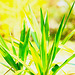 Palme