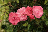 CONCOURS de Beauté en ROSES