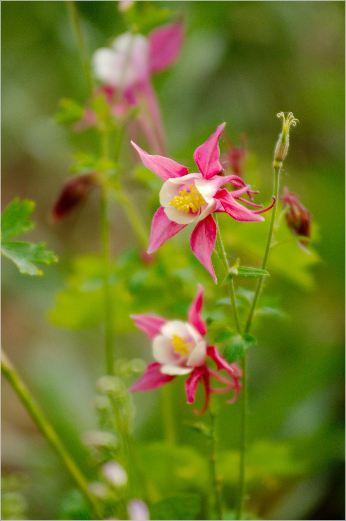Another Columbine