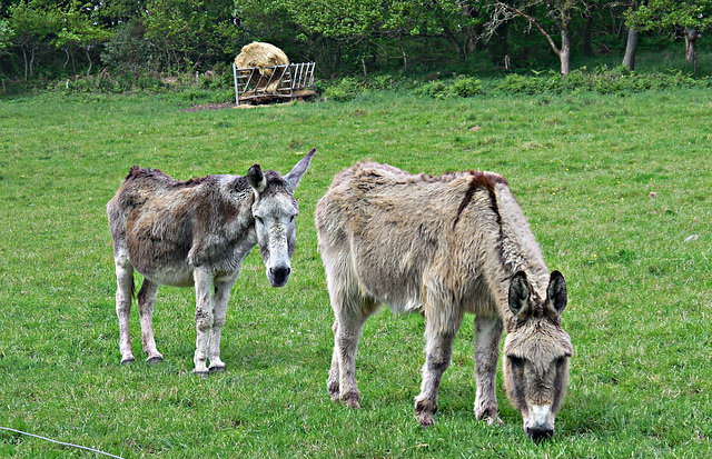 les copains d'abord