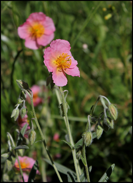 Helianthemum (2)