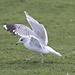 EF7A2364seagull